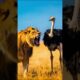 Deadliest Lion Attacks 🦁 | Epic Animal Battles | EP 28 #shorts  #animals   #wildliferescue #fight
