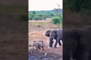 Destructive animal fights 😳. #shorts #animals