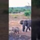Destructive animal fights 😳. #shorts #animals