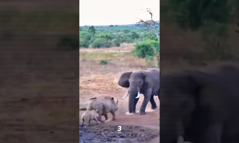 Destructive animal fights 😳. #shorts #animals