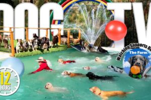 Dog Daycare TV: Entertainment for Dogs 🐶 Videos For Dogs to Watch to Prevent Boredom & Anti Anxiety