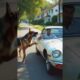 Dog Saves Baby From Rocky Pit!
