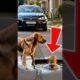 🧒🐕‍🦺Dog saves child who fell into pit🧒🐶