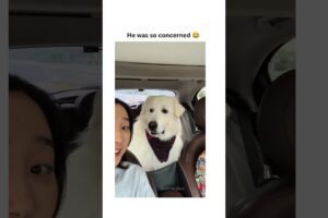 Dogs being cute part 50 #funny #lovegoldens #funnyanimals #pets #cutegolden #funnydogs #animals