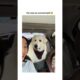Dogs being cute part 50 #funny #lovegoldens #funnyanimals #pets #cutegolden #funnydogs #animals