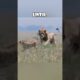 Dramatic Survival: Cheetah Leads Lion Away to Protect Cubs 🐆🦁 #love #animals
