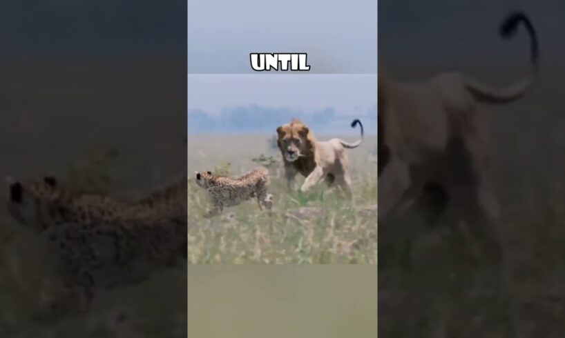Dramatic Survival: Cheetah Leads Lion Away to Protect Cubs ๐๐ฆ #love #animals