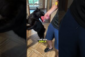 Dupla feroz: De Selvagens a Dóceis  #animals #pets #animais #animaisfofos