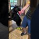 Dupla feroz: De Selvagens a Dóceis  #animals #pets #animais #animaisfofos