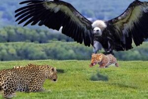 Eagle Takes Down a Leopard– Unbelievable Wildlife Moment | Animal Fights 2025  #animals