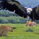 Eagle Takes Down a Leopard– Unbelievable Wildlife Moment | Animal Fights 2025  #animals