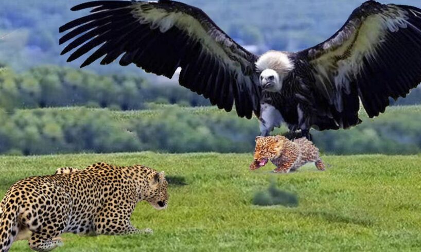 Eagle Takes Down a Leopard– Unbelievable Wildlife Moment | Animal Fights 2025 #animals