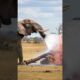 Elephant Fights Off Fire To Save Lioness In Danger! #rescue #animals #wildlife