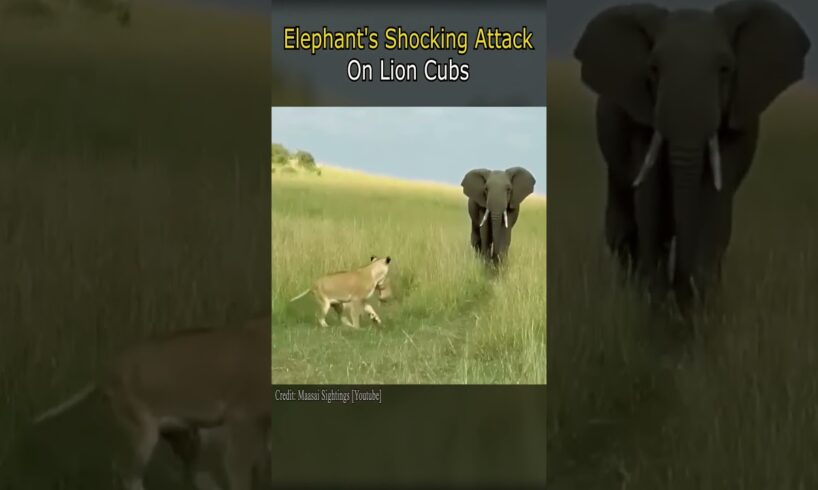 Elephant's Shocking Attack on Lion Cubs