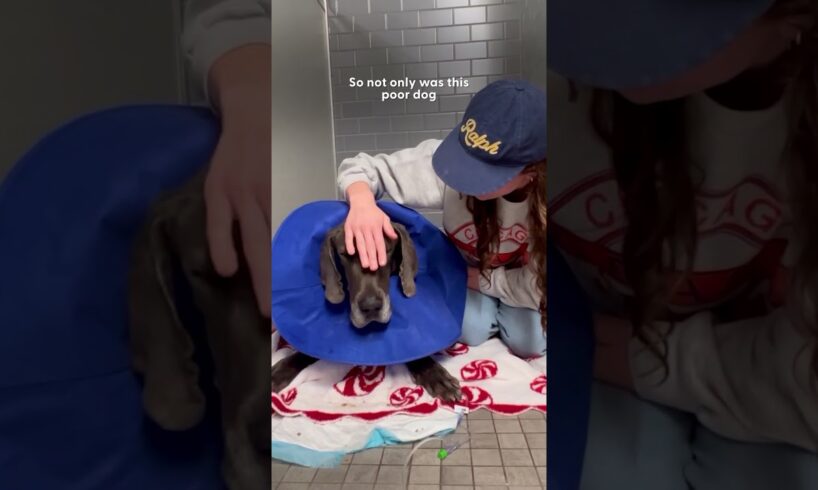Emaciated Great Dane Gets Rescued Just In Time | The Dodo