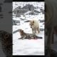 Enemy or Savior? Watch What the Wolf Did 🐾 | #Animal #rescue  #EmotionalMoments