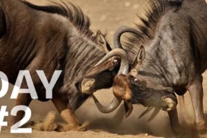 Epic Animal Fights & Fails – When They Messed with the WRONG Opponent! | Day 2