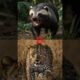 "Epic Honey Badger Fights & Wins Against Wild Predators | Top Animal Battles 2025" #whowillwin