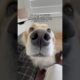 Every dog has their favorite human 😂 #dogs #dogshorts #puppy #puppies #goldenretriever #doglife