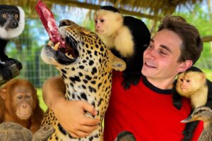 FEEDING MY EXOTIC ANIMALS !