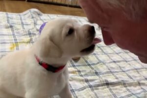 FLASHBACK FRIDAY Reunion: Labrador Mom & Cute Puppies Reunited with Their Human! #labrador #puppy