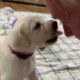 FLASHBACK FRIDAY Reunion: Labrador Mom & Cute Puppies Reunited with Their Human! #labrador #puppy