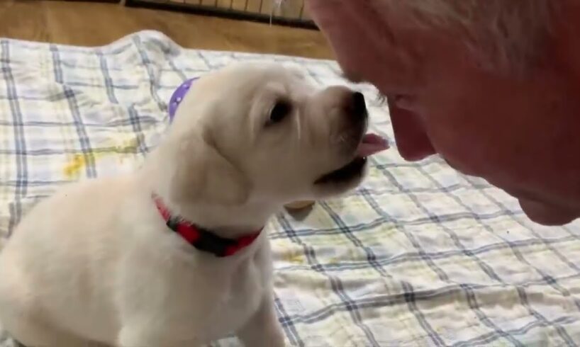FLASHBACK FRIDAY Reunion: Labrador Mom & Cute Puppies Reunited with Their Human! #labrador #puppy