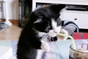 FUNNIEST Kittens and Puppies | Best Bloopers Compilation 🤣🤣🤣