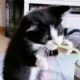 FUNNIEST Kittens and Puppies | Best Bloopers Compilation 🤣🤣🤣