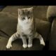 FUNNY PETS! 🤪 😂 | Cute Cat and Dog Videos