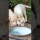 Feeding Abandoned Puppies #shorts #abandonedpuppy #rescuepuppies #puppies #dog #feedingpuppies #fyp