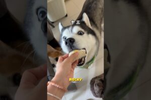 Feeding My Cute Pets 🍰🐶🦜 Name My Bunny! 🐇❓ #shorts #short