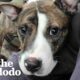 Foster Dog Who Couldn’t Walk Decides To Run Up To Her Adopter | The Dodo
