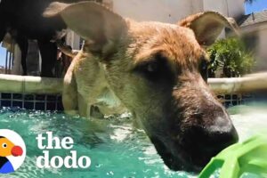 Foster Puppy Immediately Recognizes His Mom At Pool Party | The Dodo
