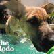 Foster Puppy Immediately Recognizes His Mom At Pool Party | The Dodo