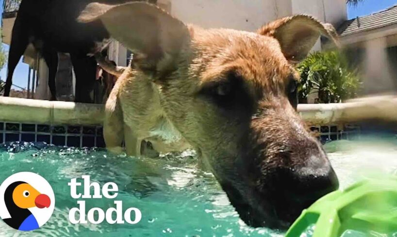 Foster Puppy Immediately Recognizes His Mom At Pool Party | The Dodo