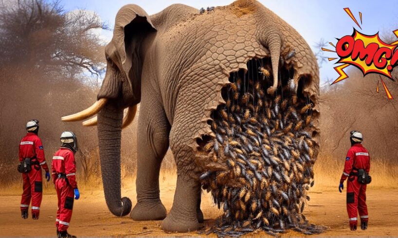 Full Video: 5 Emotional Rescue Stories of the Heroic Rescue Team - Wildlife Rescue