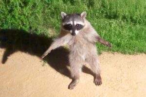 Funniest Animal Videos Ever (Part 1)