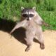 Funniest Animal Videos Ever (Part 1)