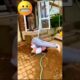 Funniest Fails of the Week! #shortvideo #funny #fail