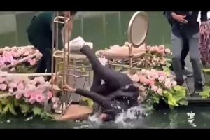 Funniest Fails of the week | Naigreyaw Version | Try Not to Laugh 😂 PART 104 #Fails #Funny