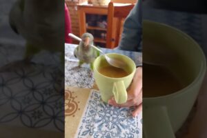 Funniest Parrot Moments That Will Make You Laugh Out Loud!  #birds