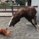 Funniest Videos Animals 🐧 - Best Of The 2024 Funny Animal Videos P5