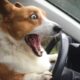 Funny ANIMALS videos 😂 Funniest CATS😺 and DOGS🐶 2024