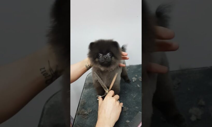 Funny Puppy Dances While Getting Haircut!