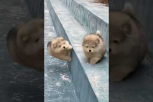 Funny cute Puppy falling down