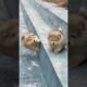 Funny cute Puppy falling down