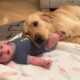 Golden Retriever Adopts Adorable Baby As His Own! (Cutest Ever!!)