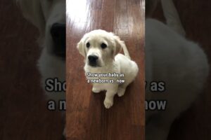 Golden Retriever Puppy Grows Up in 9 Seconds