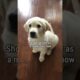 Golden Retriever Puppy Grows Up in 9 Seconds